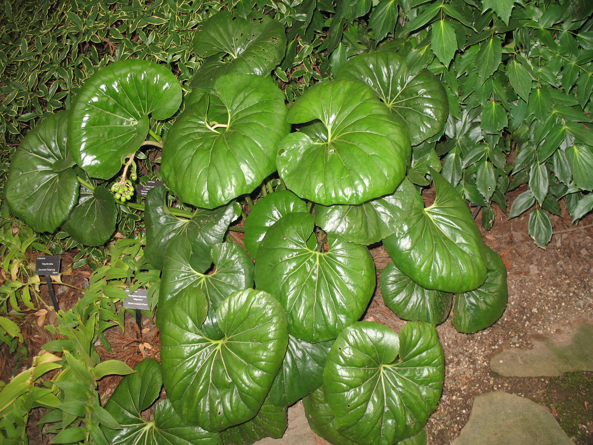 Online Plant Guide - Farfugium japonicum / Green Leopard Plant